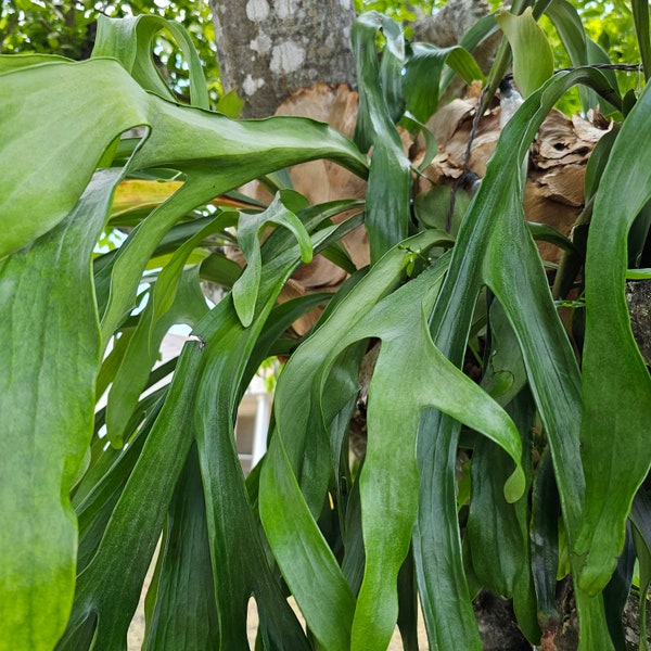 Silver Staghorn Fern, Elkhorn Fern Plant| Epiphyte Indoor/Outdoor  Plant