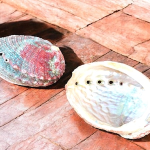 Conchiglia di abalone rossa grezza/conchiglie di abalone rossa per bruciare salvia e incenso - naturale, bella ed ecologica 3 - 4 pollici
