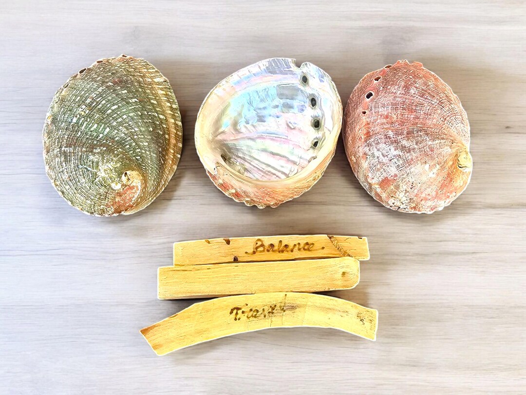 Large Red Abalone Shell: Natural Smudging Bowl, 5-7 Inches - Etsy