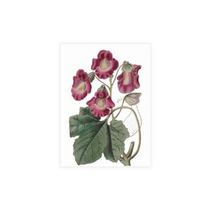Conjuntos de cartões postais, envelopes vintage com plantas de garra do diabo incluídos, pacote de papelaria botânica, presente para amantes da natureza, ilustrações botânicas, plantas