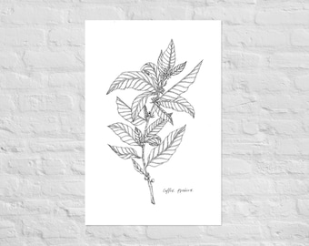 Coffea Arabica Botanical Print