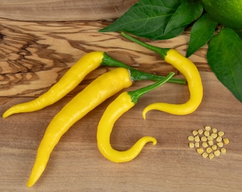 10 semillas de chile - Cedrino - belleza picante de Cerdeña - cosecha de pepperoni 2023/24 - 15.000 - 30.000 SHU - Capsicum annuum - alto rendimiento.