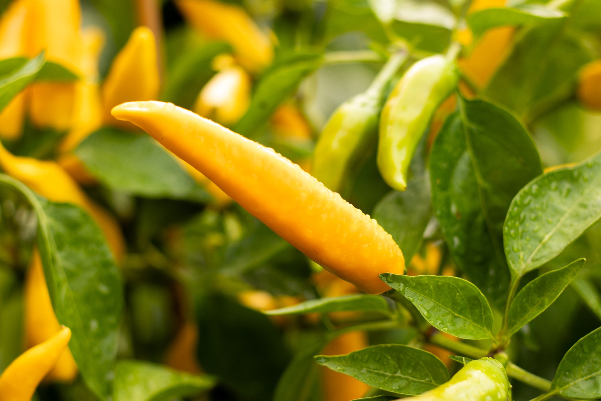 Semi Di Peperoncino 'Gatto Sarit' Dal Kosovo, 10 Semi Ad Alta Resa, Variet&agrave; Capsicum, Piccantezza 30.000-50.000 SHU