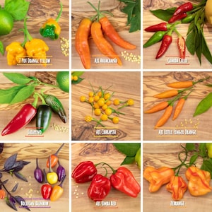 Chili Samen Mix Set - über 100 Samen - Starter Kit - 9 Sorten - mild bis extrem scharf - mild bis 1 Mio. Scoville - frische Peperoni Ernte!
