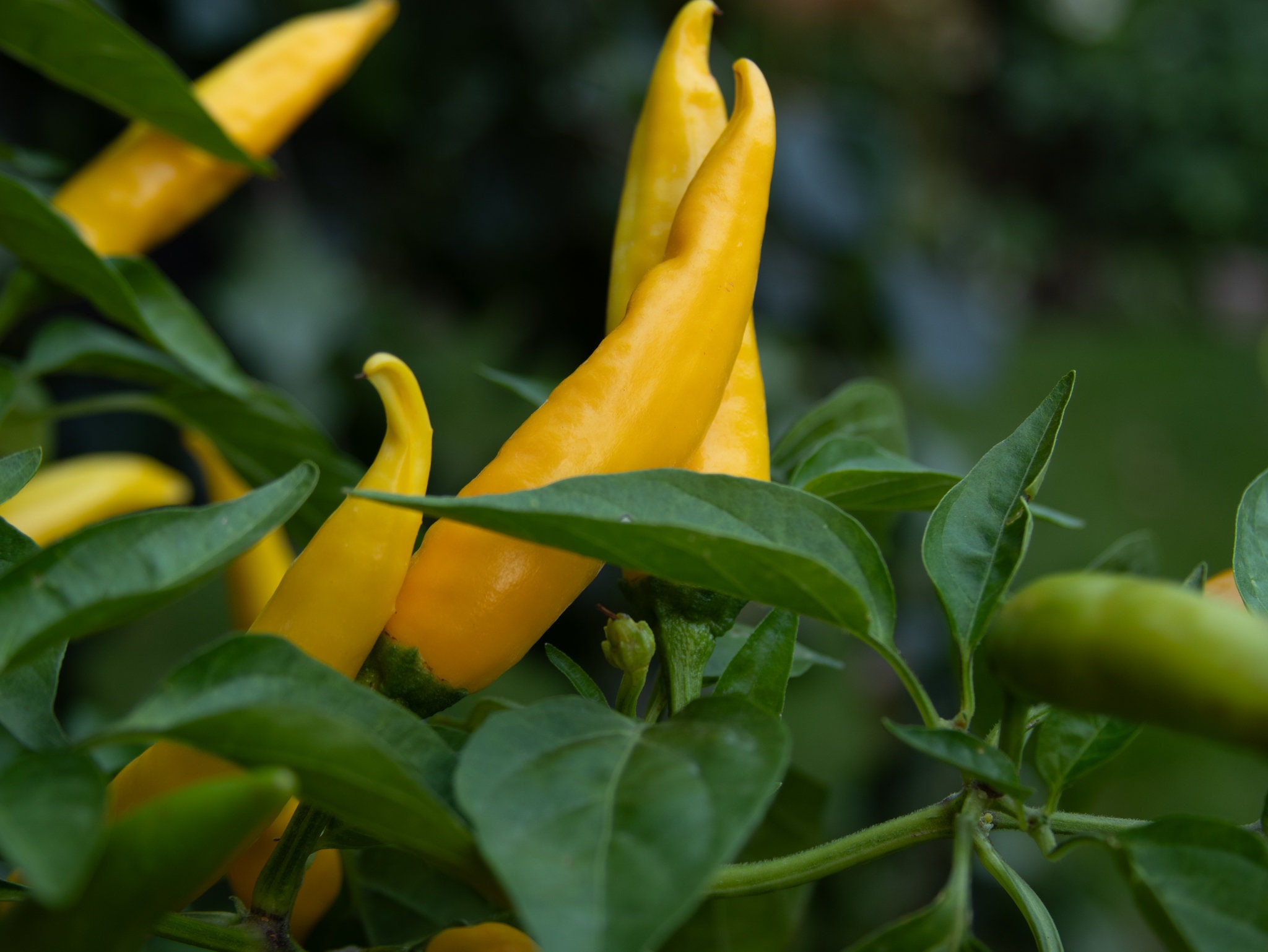 Semi Di Peperoncino 'Gatto Sarit' Dal Kosovo, 10 Semi Ad Alta Resa, Varietà Capsicum, Piccantezza 30.000-50.000 SHU - Foto 3