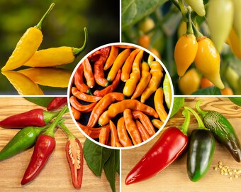 Chili Samen Mix Set - 5 beliebte Sorten - Starter Kit - 50 Samen - mild bis scharf - 0 bis 50.000 Scoville - frische Peperoni Ernte 2024!