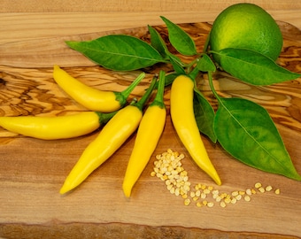 10 Semillas de Chile - Sarit Gat - Pepperoni de Alto Rendimiento de Kosovo - c. annuum - Cosecha 23/24 - Ideal para principiantes - Perfecta para secar.