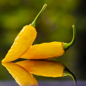 Op de afbeelding: Twee felgele chilipepers met groene stelen worden getoond. De pepers zijn nat, met waterdruppels op hun oppervlak. De afbeelding is geplaatst tegen een vage groene en zwarte achtergrond, met een reflecterend oppervlak eronder.