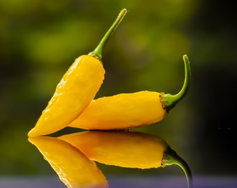 10 semillas de chile - Aji Limo, Hot Lemon (Capsicum chinense) ¡más raro que Aji Lemon!