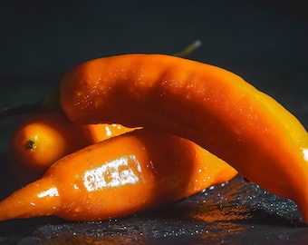 10 semillas de chile - Ají Amarillo (Capsicum baccatum) - ¡probablemente el chile más popular del Perú!