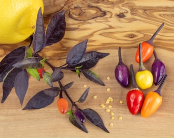 ¡Variedad exótica para tu jardín! 10 semillas de chile arcoíris boliviano: frutos coloridos y picantes en morado, amarillo, naranja y rojo, fáciles de cultivar.