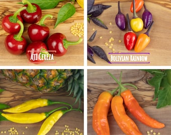Chili Samen Mix Set - 4 beliebte Sorten - Starter Kit - 40 Samen - würzig bis scharf - 10.000 bis 50.000 SHU - frische Peperoni Ernte 2024!