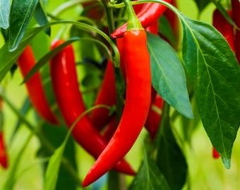 10 semillas de chile - Pimienta española - De Cayenne - Chile de Guinea - Capsicum annumm - Variedad popular - 10,000 Scoville - Bellamente empaquetado.