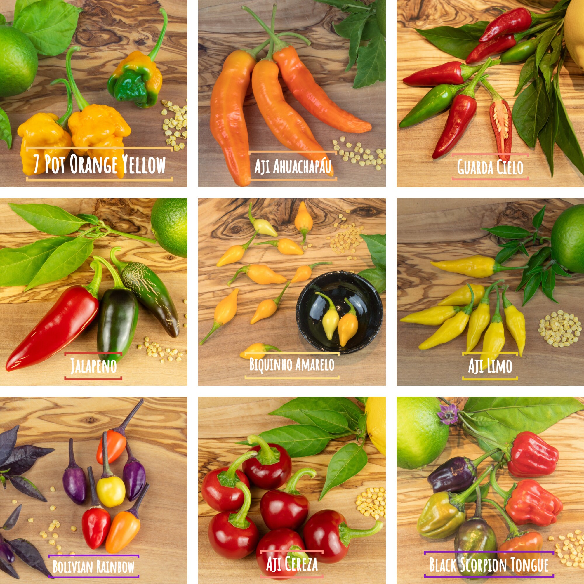Chili Samen Mix Set über 100 Samen Starter Kit 9 Sorten mild bis extrem