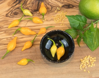 10 semillas de chile - Biquinho Yellow Amarelo - pepperoni sin picante - alto rendimiento - 0 Scoville - ¡cosecha de semillas frescas 2023!