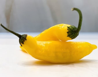 10 semillas de chile - Ají Piña (capsicum baccatum) - variedad popular con sabor a piña - 30,000 SCU - bellamente empaquetado como regalo.