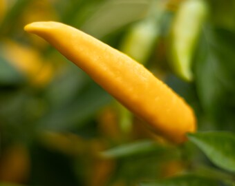 Semi di Peperoncino Chili Mix - 25 Semi di Sativa Rheinau Semi di Peperoncino Chili Mix - 25 Semi di Sativa Rheinau