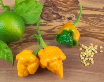 ¡Rarariedad del Caribe! 10 semillas de chile - 7 macetas de color amarillo anaranjado - 1. Mio Scoville - Extremadamente picante - c. chinense: ¡los chiles más picantes del mundo!