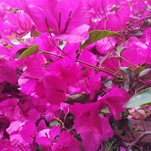 3 litri/Fiori secchi di BOUGAINVILLEA NATURALE/Viola-Fucsia/Coriandoli per matrimoni/Eventi/Decorazioni/Artigianato/Resina/Gioielli/10 manciate.