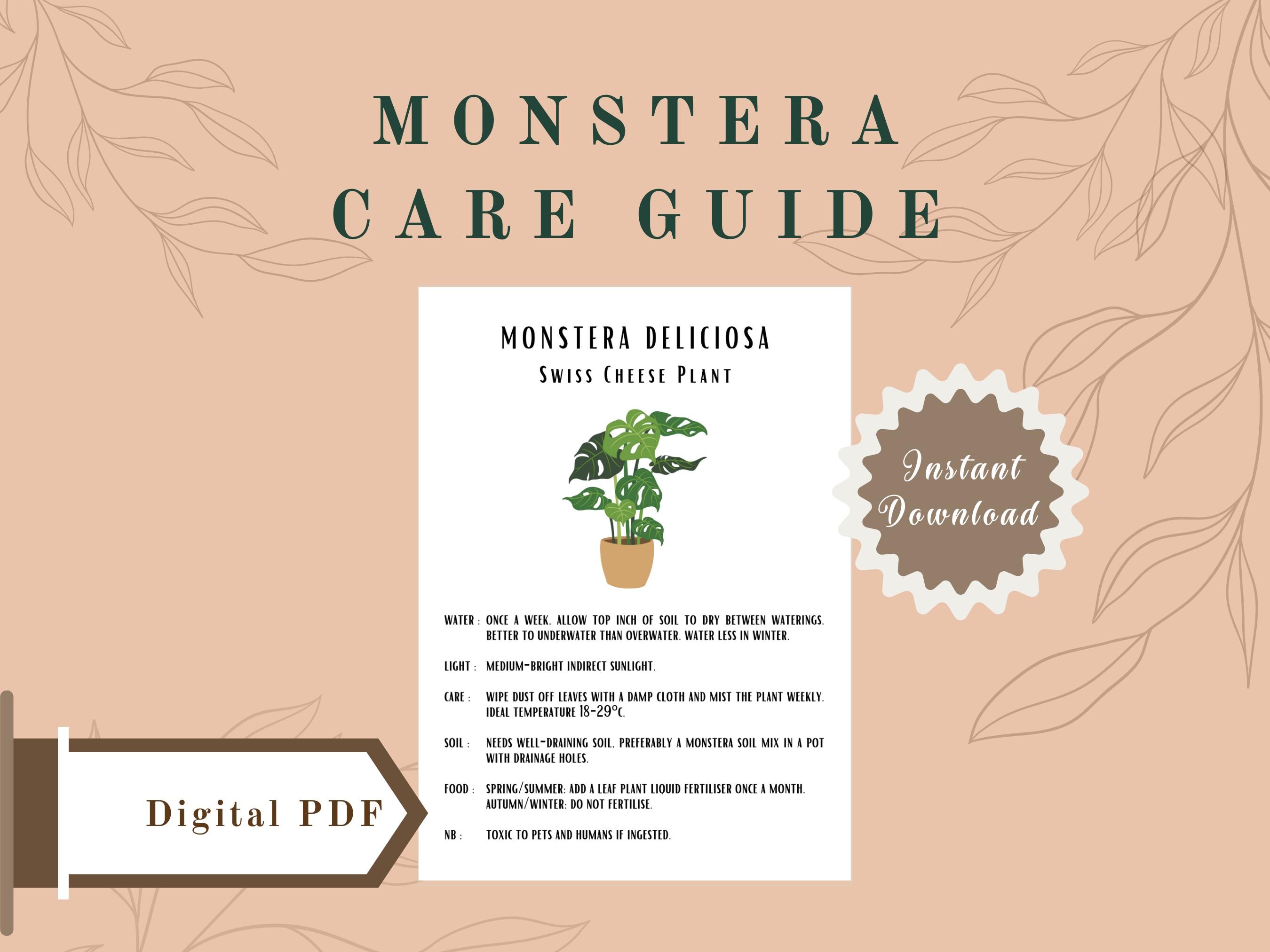 monstera plante Medium Monstera Deliciosa