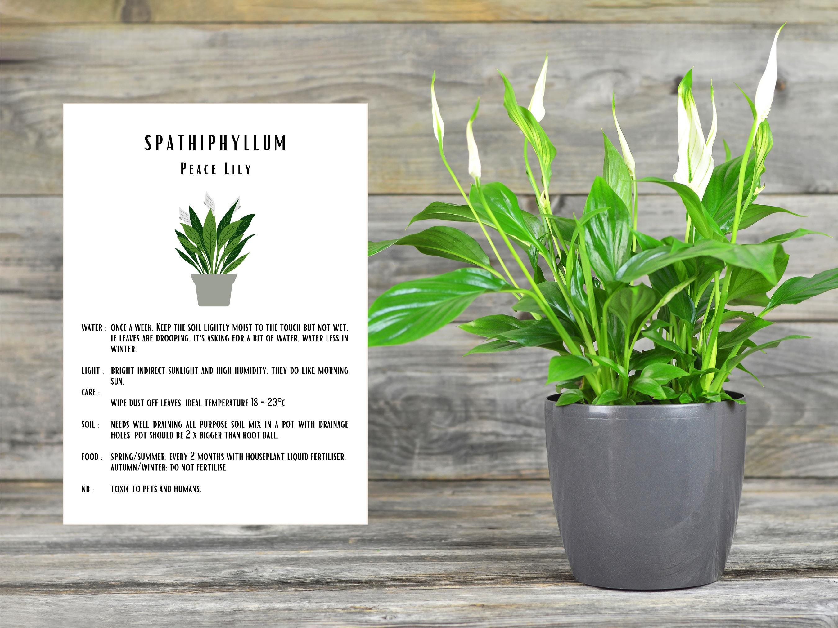 peace-lily-care-guide-digital-download-printable-plant-instructions