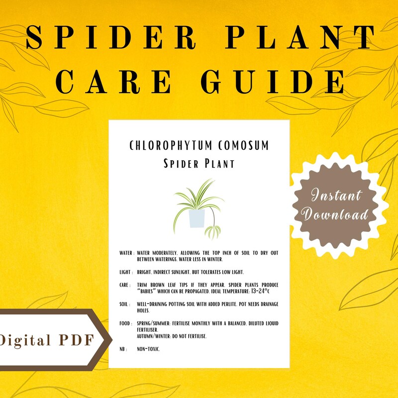 Spider Plant - Etsy UK