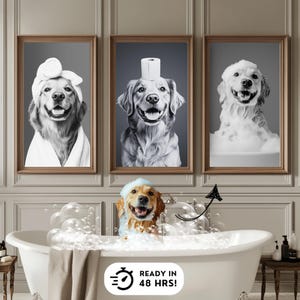 K&ouml;nnte beinhalten: Drei Schwarzwei&szlig;fotos von Golden Retrievern in verschiedenen Phasen des Badens. Das erste Foto zeigt einen Hund, der ein Handtuch auf dem Kopf tr&auml;gt. Das zweite Foto zeigt einen Hund, der eine Toilettenpapierrolle auf dem Kopf tr&auml;gt. Das dritte Foto zeigt einen Hund, der mit Blasen bedeckt ist. Der Text "READY IN 48 HRS!" befindet sich unter den Fotos.