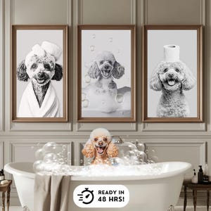 May include: A set of three framed black and white wall art prints featuring poodles in bathroom settings, displayed above a white bathtub containing a real poodle covered in soap bubbles, with a sign stating READY IN 48 HRS!