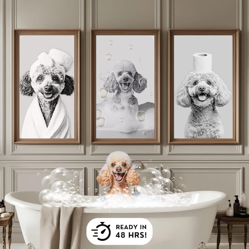 May include: A set of three framed black and white wall art prints featuring poodles in bathroom settings, displayed above a white bathtub containing a real poodle covered in soap bubbles, with a sign stating READY IN 48 HRS!