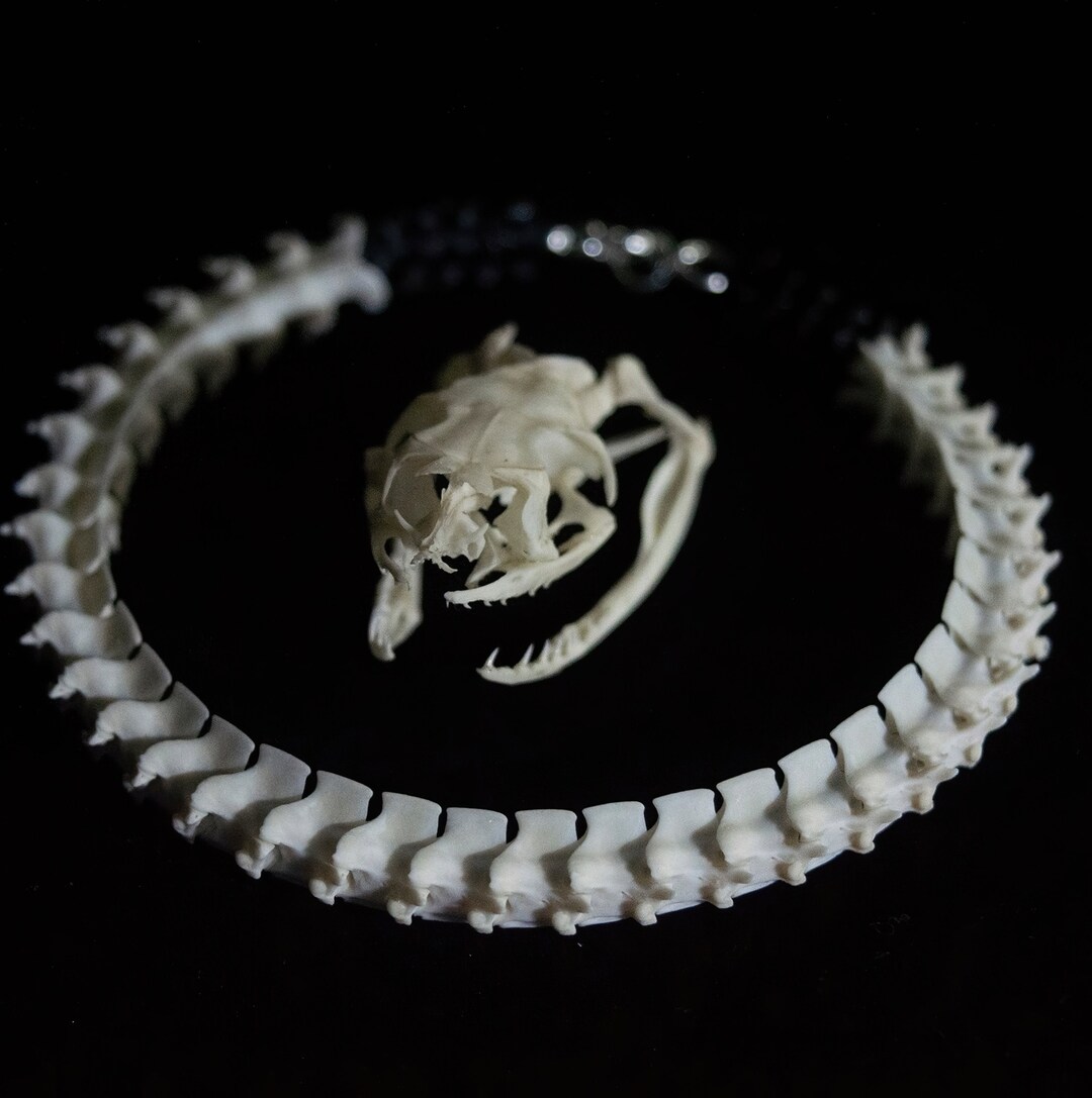 Real Snake Vertebra Bracelet Classic Bones Handcraft Jewelry Etsy