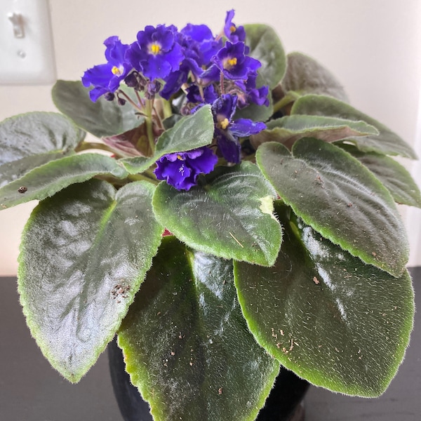 African violet live plant