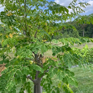 Moringa rooted live plant 12” height
