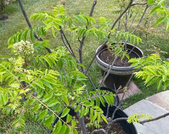 Curry Leaf Plant Live Plant.  10” plant in a 6” pot