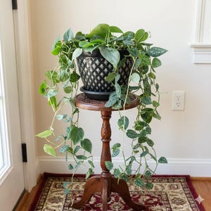 Heartleaf Philodendron Live Plant, Trailing Vine, Easy Care, 4 Inch Pot