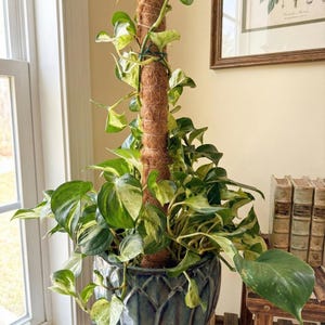 May include: A variegated pothos plant with green and cream heart-shaped leaves climbing a tall, cylindrical brown coir moss pole. The plant is potted in a deep blue, glazed ceramic planter with a vertical, scalloped, or petal-like texture.