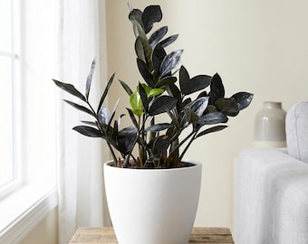 ZZ Nova Star Plant - Black Zamioculcas Zamiifolia, 4" Pot
