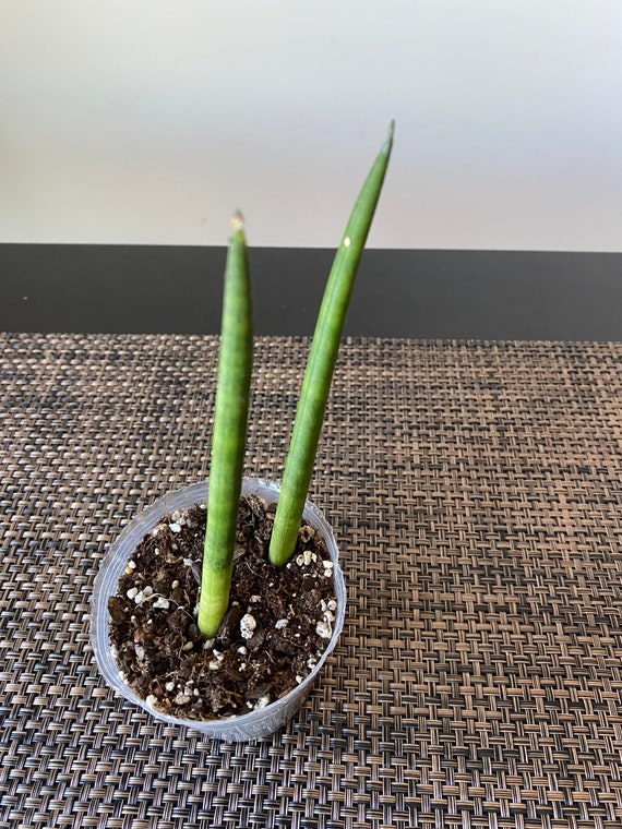 Braided Snake Plant - Sansevieria Cylindrica, Easy Care Indoor Plant - Etsy  Israel