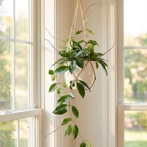 Hoya Pubicalyx 'Royal Hawaiian Purple', Silver Splash Wax Plant, 5" Pot