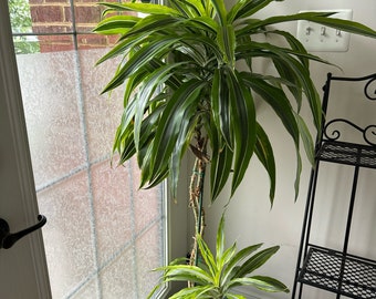 Dracaena Live House Plant 12” tall