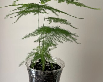 Fern Plumosus Asparagus rooted live plant 7” height in a 5” pot - Easy to Grow Houseplant - Live rooted Plant