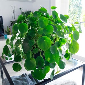 Pilea Peperomioides Live Plant, 4 Inch Pot - Lucky Chinese Money Plant, Pancake Plant