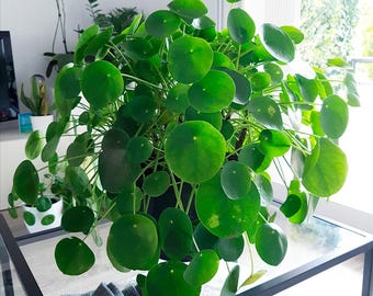 Pilea Peperomioides Live Plant, Chinese Money Plant, 4 Inch Pot, Easy Care Houseplant