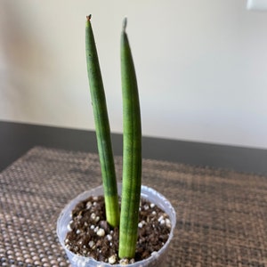 Snake Plant Cylinderical