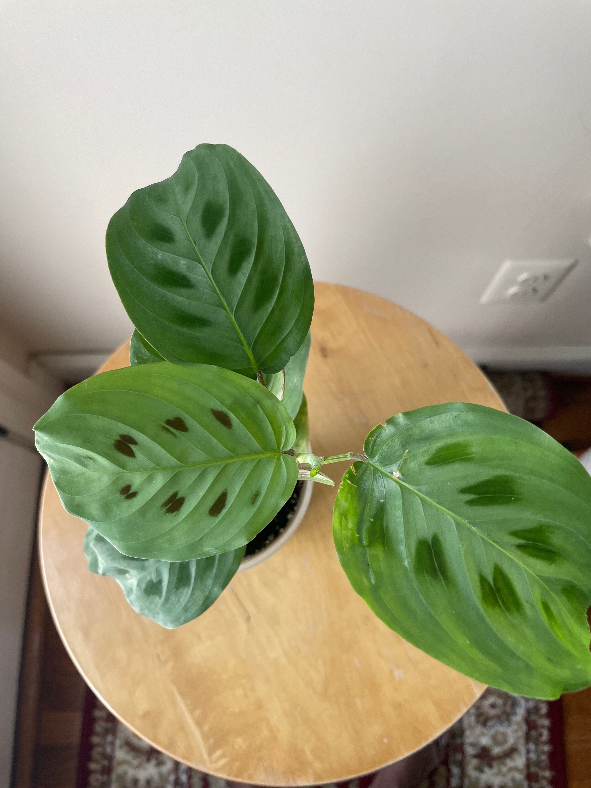 Live Maranta Prayer Plant  Rabbit's Foot, Green Kerchoveana, Pet Friendly  Houseplant - Etsy