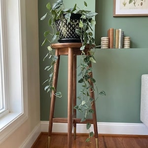 Silver Satin Pothos, Scindapsus Pictus Argyraeus, 4" Houseplant