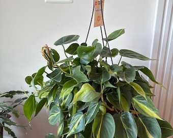 Philodendron Brasil Live Plant 4 Inch Pot Variegated Heartleaf Philodendron Trailing Vine
