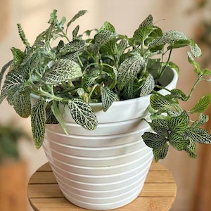 May include: A white, ribbed ceramic planter filled with a lush green plant. The plant has vibrant green leaves with intricate white veining. The planter sits on a small, round wooden table, creating a natural and decorative display.