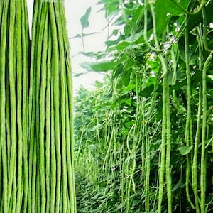 May include: A bundle of long, green yardlong beans, also known as asparagus beans, hanging in a row. The beans are thin and slender, with a smooth texture. The beans are growing on a vine in the background.