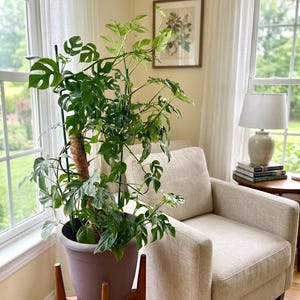 Monstera Adansonii Swiss Cheese Plant, 4" Pot, Indoor Trailing Vine