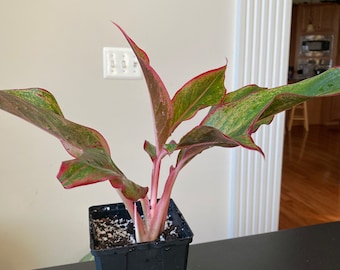 Aglaonema Live Indoor House Plant 12” Tall